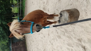 Reitbeteiligung für Shettys Bild 2