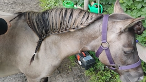 Reitbeteiligung für Shettys Bild 3