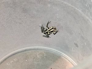 Verkaufe sehr schöne gesunde 1.1.2 Ranitomeya "Variabilis french guyana" legend