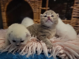 süße Maine Coon Perserkitten suchen dich  Bild 8