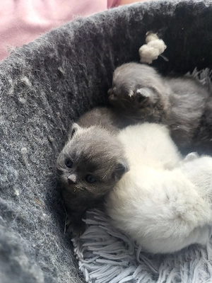 süße Maine Coon Perserkitten suchen dich  Bild 9