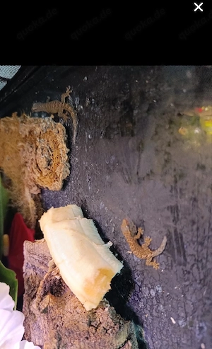 Jungferngecko lugubris gecko Geckos Reptil Echse Hsndzahm 