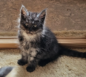 Einzigartige Maine Coon's Herzensbrecher 