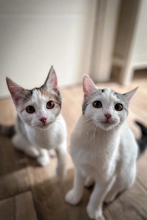 Zwei Katzen 4 Monate 