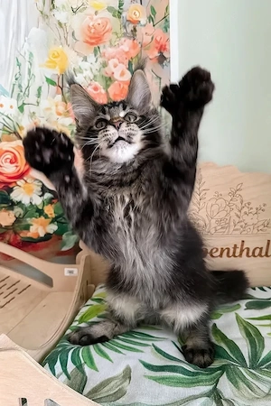 Traumhafter Maine-Coon-Kater, 3 Monate - geimpft & entwurmt