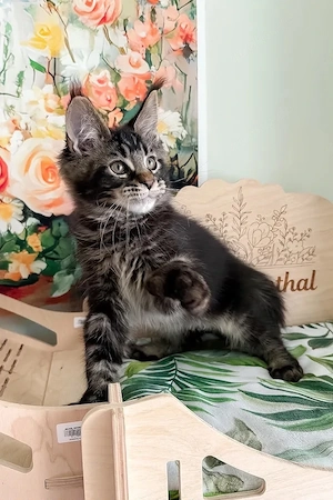 Traumhafter Maine-Coon-Kater, 3 Monate - geimpft & entwurmt