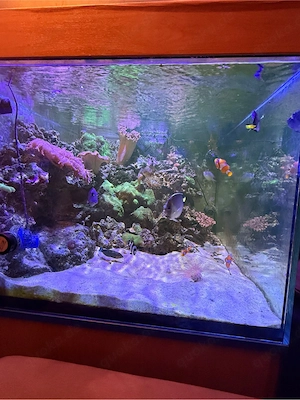    Meerwasseraquarium Komplettanlage    Fische, Korallen & Technik
