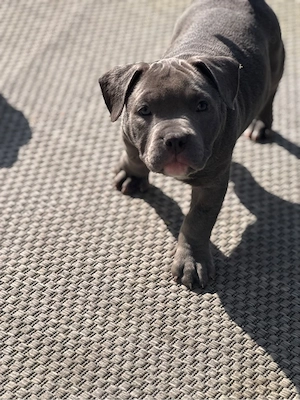 American Bully Hündin mit ABKC-Ahnentafel sucht ihr Zuhause 