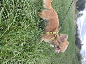 Chihuahua langhaar hundin mit Stammbaum teacup
