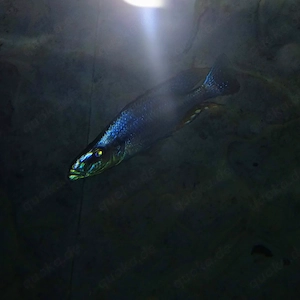Dimidicromis compressiceps 
