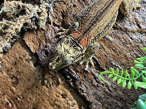 Höckerkopfgecko (Rhacodactylus auriculatus) 1.0 aus privater Nachzucht abzugeben
