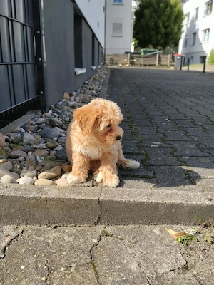 Maltipoo-Rüde  Thor" (Apricot) sucht ein liebevolles neues Zuhause