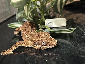 Höckerkopfgecko (Rhacodactylus auriculatus) 0.1 aus privater Nachzucht abzugeben