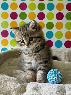 Reinrassige BKH Kitten 