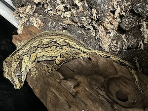 Höckerkopfgecko (Rhacodactylus auriculatus) 0.1 aus privater Nachzucht abzugeben