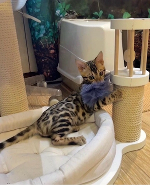 Bengal-Kätzchen zur Adoption verfügbar