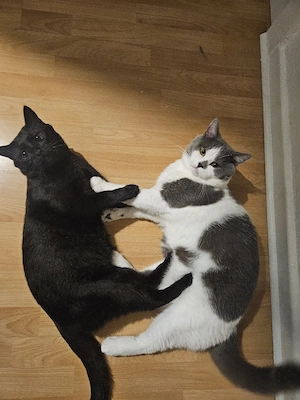 Zwei kastrierte Katzen