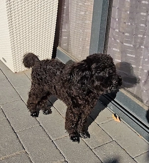 Wunderschöne kleinbleibende reinrassige Pudel Mädchen 