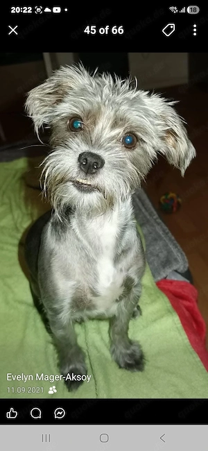 yorki shi-tzu