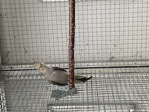 Nymphensittiche 