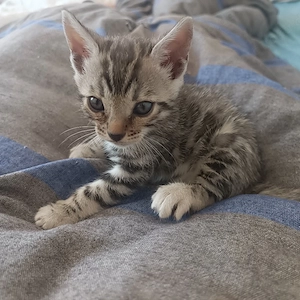 1 Bengal-Kater (Kit) abzugeben