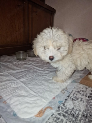 Bichon Malteser