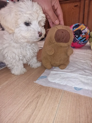 Bichon Malteser