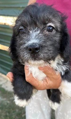 Murphy Dackel - Terrier mix Welpe