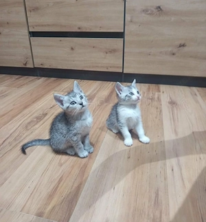 Katzen Kater Cat