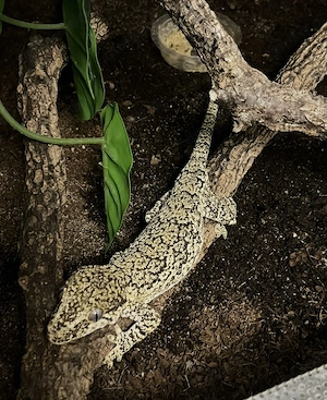 Höckerkopfgecko (Rhacodactylus auriculatus) 0.1  aus privater Nachzucht abzugeben