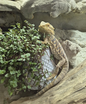 Bartagame männl. zu verkaufen