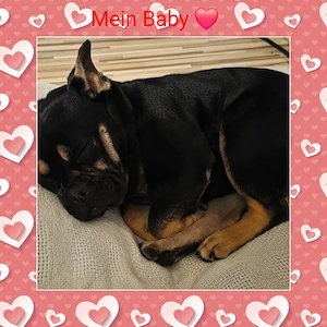 Französische Bulldog