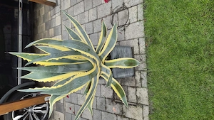 Agave, der Blickfang für Ihre Terrasse