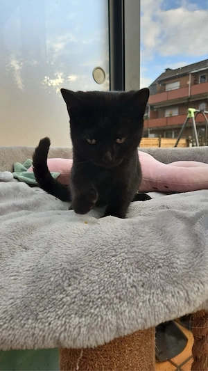 baby katzen suchen ein neues haus 