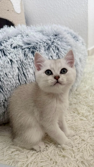 BKH Kitten Brüder