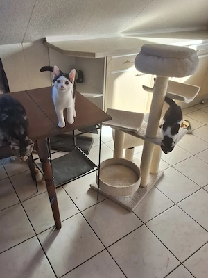  3 junge Katzenmädchen suchen ein liebevolles zu Hause