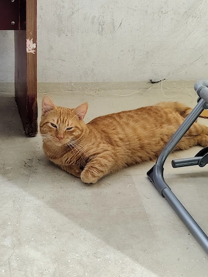 Katers zu verkaufen und abzugeben 