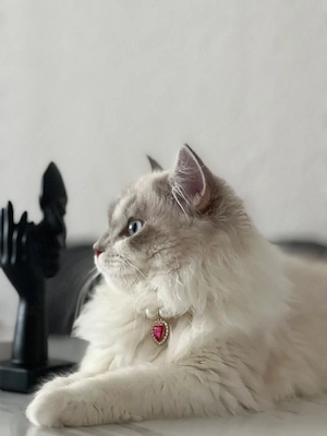 Perser katze sucht dringend