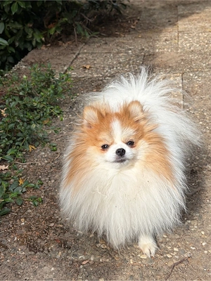 Junger Pomeranian Zwergspitz rüde sucht sein Traumzuhause
