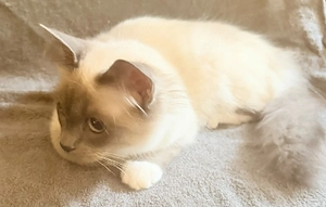 Heilige Birma jung Katzen m.Stammbaum 