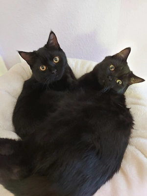 schwarze jung Kater 