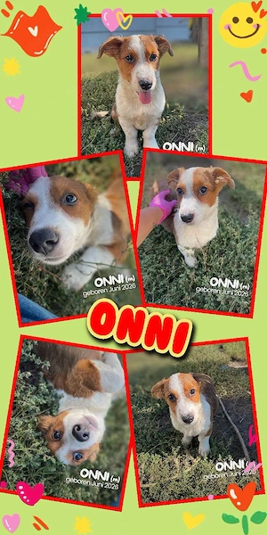 zuckersüßer Welpenjunge "Onni" sucht ein liebevolles Zuhause