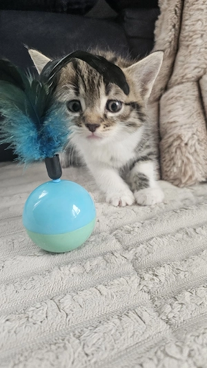 Katzenbaby Babykatze Babykatzen