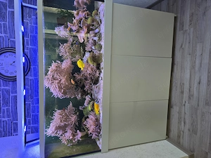 Red Sea Max S 650 Meerwasseraquarium 