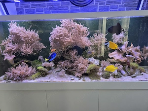 Red Sea Max S 650 Meerwasseraquarium  Bild 2