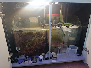 Red Sea Max S 650 Meerwasseraquarium  Bild 7