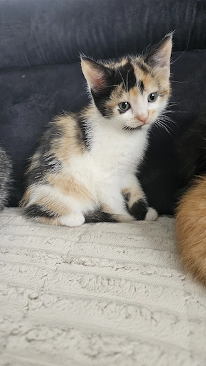 Katzenbaby, Babykatzen, Katzenbabys