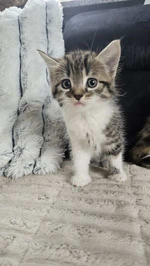 Katzenbaby, Babykatzen, Katzenbabys
