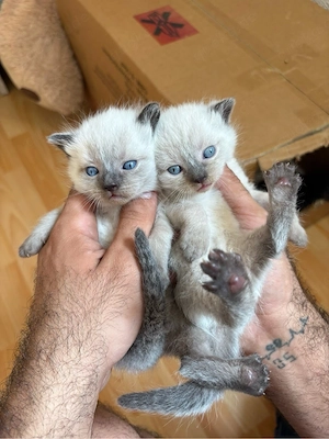 Süße Kitten suchen ein liebevolles Zuhause!  