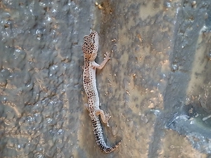 Leopardengecko